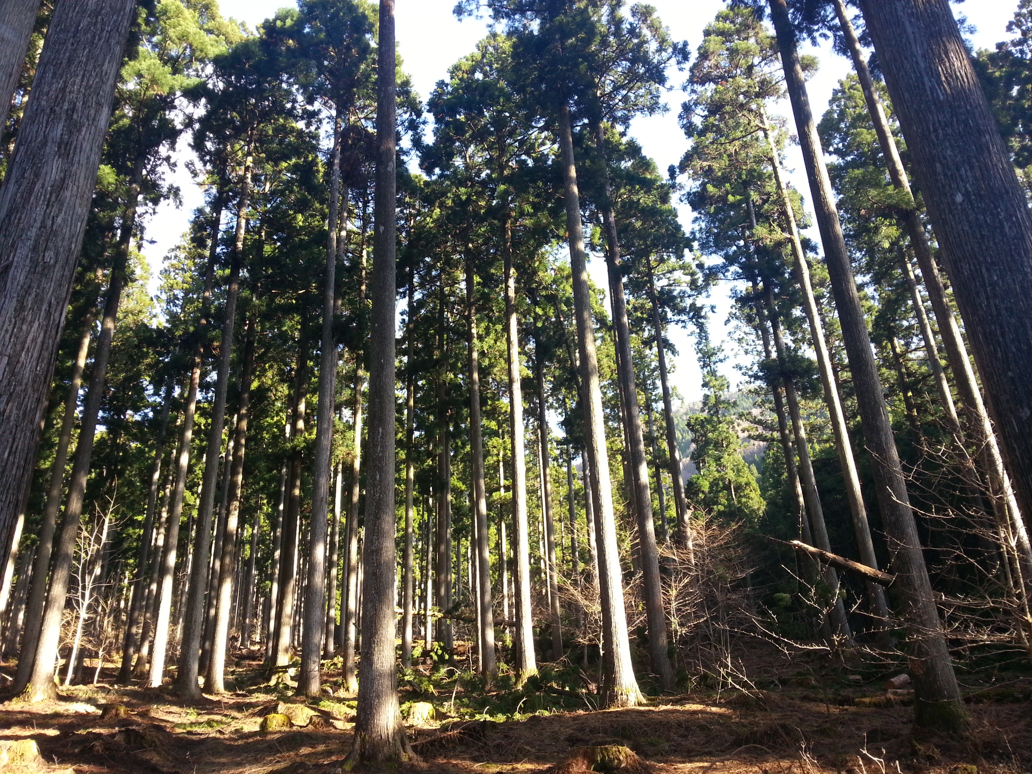「木材・材木」のススメ